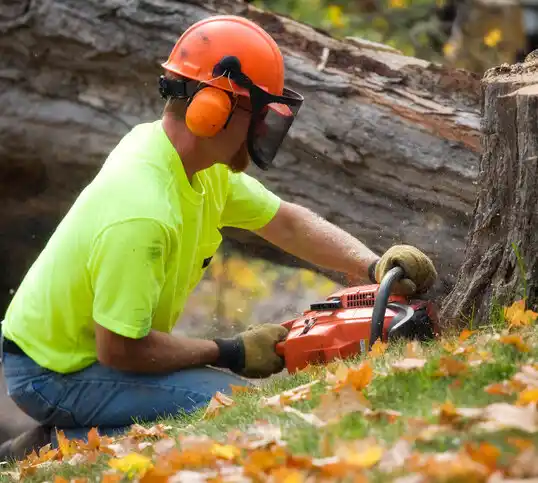 tree services Easthampton